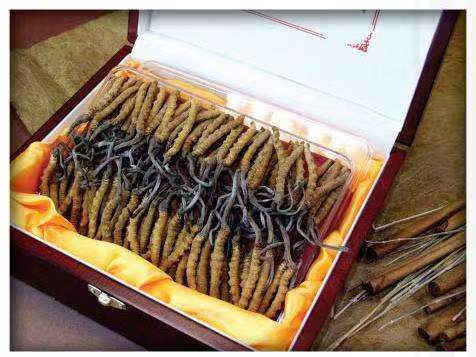 大埔冬虫夏草回收